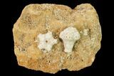 Fossil Crinoid (Uperocrinus & Eucladocrinus) Plate - Missouri #162680-1